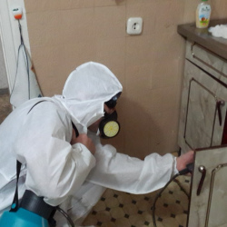 Дезинфекция от муравьев в квартире в Грязях